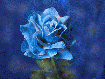 Rose blau neg